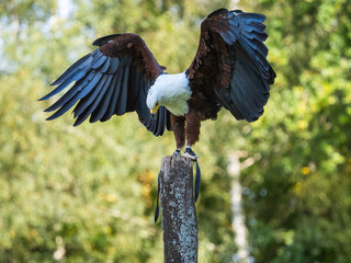 Fototapeta premium Adler Show