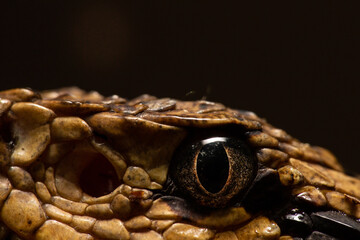 Jumping Pit Viper Metlapilcoatlus nummifer eye