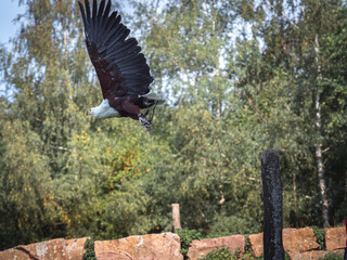 Adler