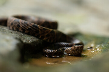 Terciopelo Bothrops asper portrait nature