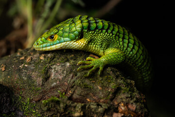 Terrestrial Arboreal Alligator Lizard Abronia graminea
