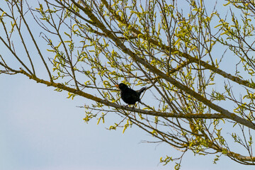 Eine Amsel sitzt auf einem Ast in der Weide. Es ist Frühling und der Baum trägt frische junge Blätter. 