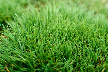 Close up of fresh thick grass with water drops in the early morning