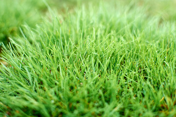 Close up of fresh thick grass with water drops in the early morning
