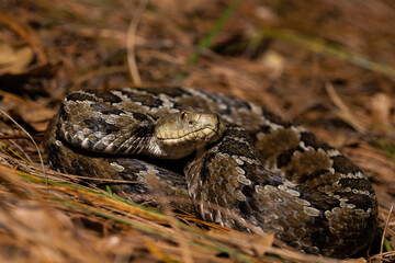 Mexican pigmy rattlesnake Crotalus ravus