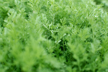 Close up of fresh thick grass with water drops in the early morning