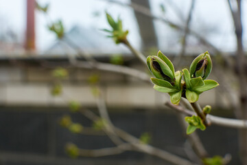A selective focus shot of the newly growing leaves on a tree branch