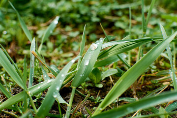 Close up of fresh thick grass with water drops in the early morning