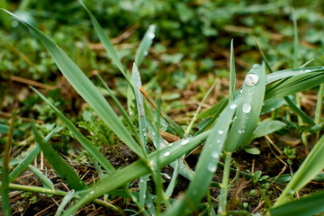 Close up of fresh thick grass with water drops in the early morning