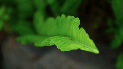 Helecho, planta, primavera, naturaleza verde