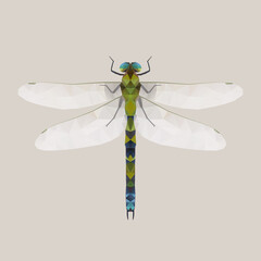illustration of dragonfly
