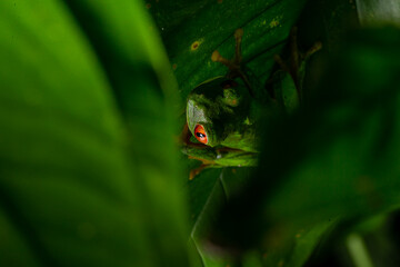 Red Eyed Tree Frog Agalychnis callidryas
