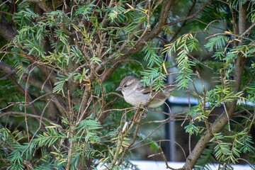 oiseau cacher dans un buisson