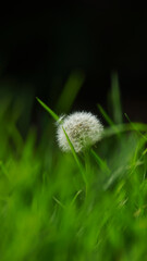 flor, diente de león, césped, naturaleza 