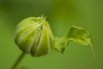 Not blossoming green bud of white clematis. Close-up, selective focus.