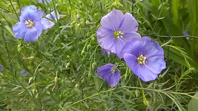 Flax flowers sway in the wind. blue flowers