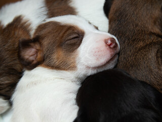 portrait of Jack Russell Terrier dog puppies slipping