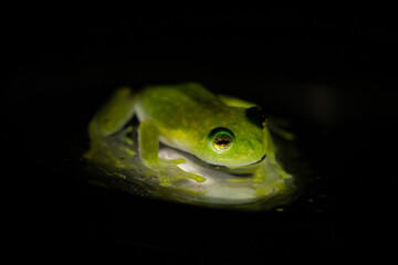 glass frog Hyalinobatrachium fleischmanni macro
