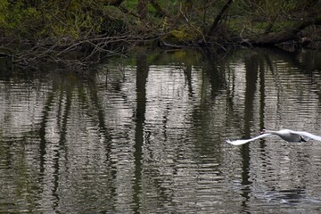 Łabędź w locie © Iwona