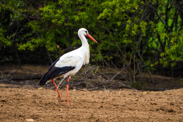Walking ringed white stork on arable, green bushes in background
