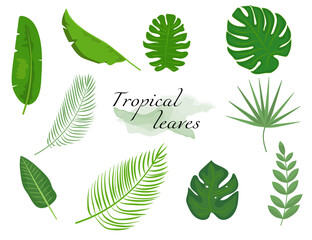 Tropical leaves Set. 
