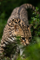 Leopardus pardalis Ocelot portrait in the wild