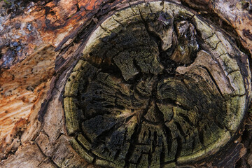 Background texture. Dry wood end with cracks and annual rings. High quality photo