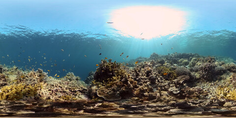 Fototapeta na wymiar Colourful tropical coral reef. Tropical coral reef. Underwater fishes and corals. Philippines. Virtual Reality 360.