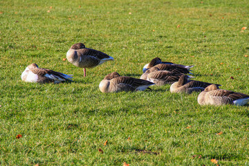 A group of ducks lays in grass