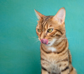 Fototapeta na wymiar Hungry Bengal Cat licks in anticipation of feed