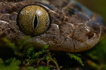 western lyre snake trimorphodon biscutatus