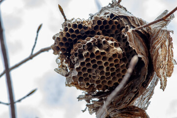 Close-up of abandoned paper wasp nest