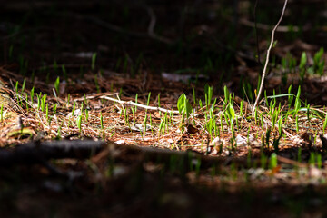 New spring growth on the forest floor