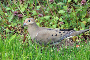 mourning dove