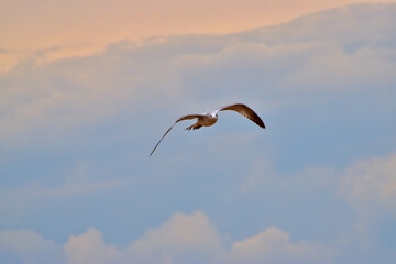Seagull in flight