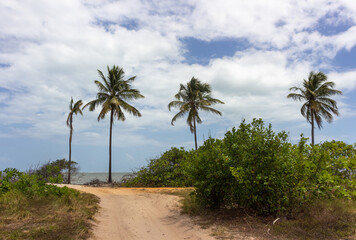 Obraz na płótnie Canvas Vegetation and landscape at Ponta do Saco, located at the end of Saco beach. (Praia do Saco) in Estância, Sergipe Brazil