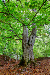 Urederra river in Amescoa Valley, Navarra, Spain.