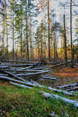 Fallen trees in the forest thicket in late autumn at sunset. Blockage, windbreak. High quality photo