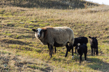 Obraz premium A sheep with funny cute lambs grazing in a meadow. Beautiful gray-black domestic woolly curly-haired animals. The herd is grazing. The concept of caring support for the mother. Mom and kids animals