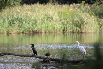 three birds, a cormorant, a duck and a great egret