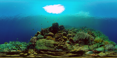 Naklejka na ściany i meble Beautiful underwater landscape with tropical fishes and corals. Life coral reef. Reef Coral Garden Underwater. Philippines. 360 panorama VR