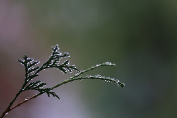 

green sprig with raindrops on green blurry background, natural background, place for text
