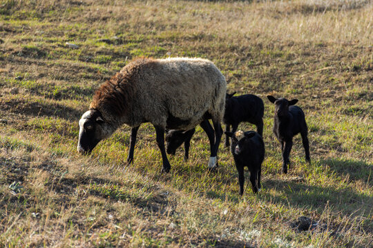 A sheep with funny cute lambs grazing in a meadow. Beautiful gray-black domestic woolly curly-haired animals. The herd is grazing. The concept of caring support for the mother. Mom and kids animals