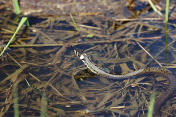 grass snake in the backwaters