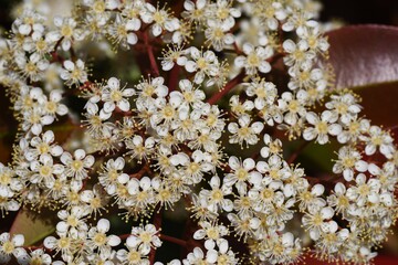 Japanese photinia blossoms. Rosaceae evergreen tree.