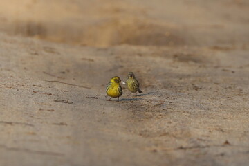 Siskin bird, two little yellow birds on the road