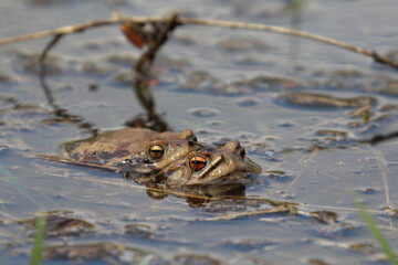 two frogs on top of each other in a pond