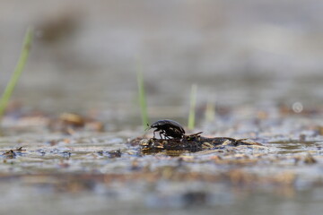 beetle in the backwaters
