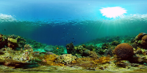 Fototapeta premium Coral Reef and Fishes Underwater. Underwater fish reef marine. Tropical colorful underwater seascape with coral reef. Philippines. 360 panorama VR