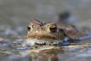 frog in water, macro